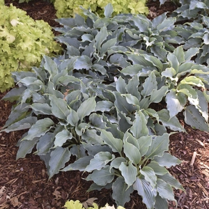 Image Credit: Walters Gardens, Inc