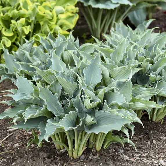 Image Credit: Walters Gardens, Inc