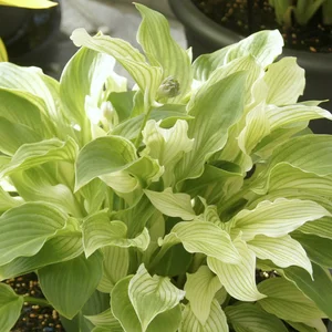 Hosta 'White Feather' 11cm