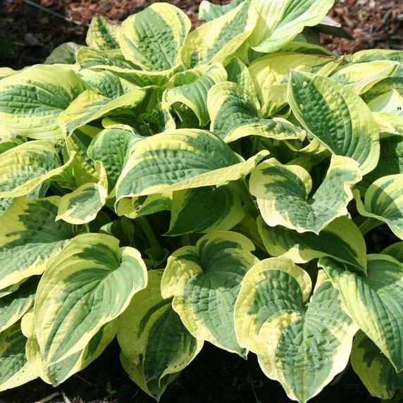 Hosta 'Wide Brim' 2L