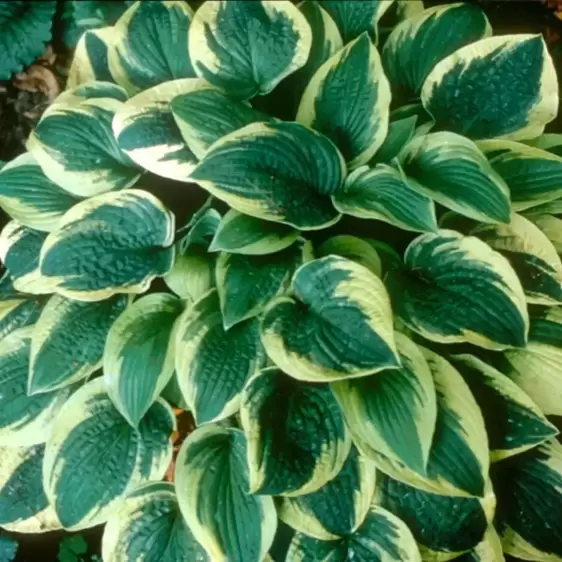 Hosta 'Wide Brim' 9cm - image 1