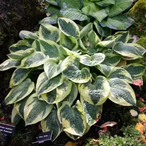 Hosta 'Wide Brim' 9cm - image 2