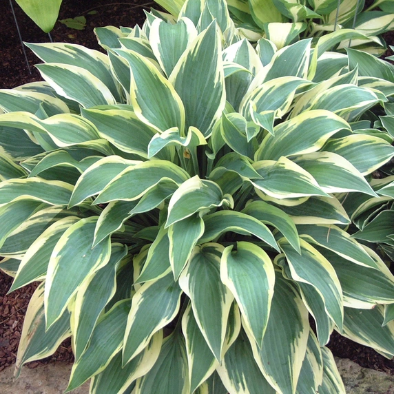 Image Credit: Walters Gardens, Inc