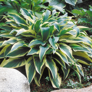 Image Credit: Walters Gardens, Inc