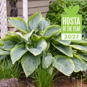 Hosta Shadowland 'Wu-La-La' 2L - image 4