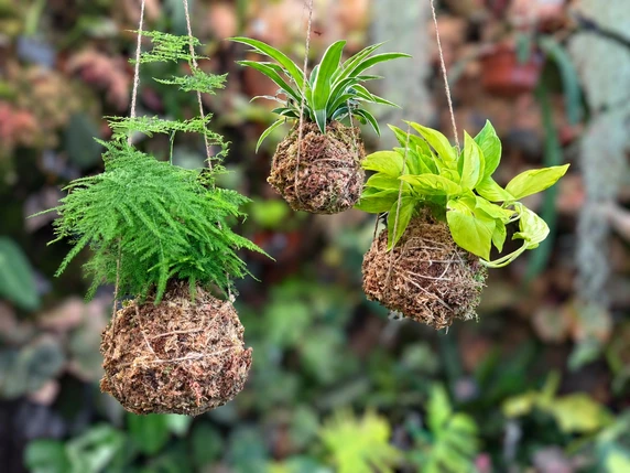 Houseplant Kokedama Workshop
