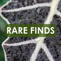 Houseplants Rare Finds