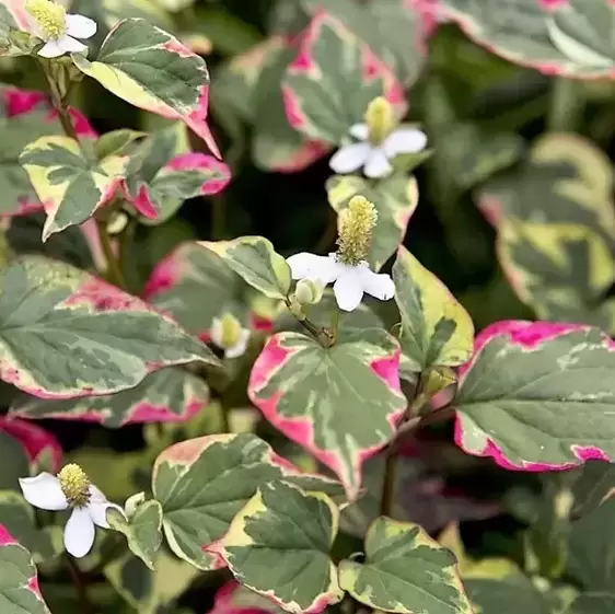 Houttuynia cordata 'Flame' 2L - image 2