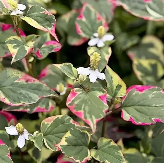 Houttuynia cordata 'Flame' 2L - image 2