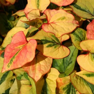 Picture - Kernock Park Plants