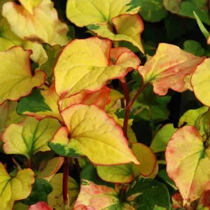 Houttuynia cordata 'Jokers Gold' - image 1