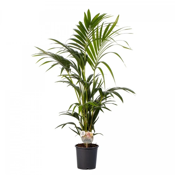 Howea forsteriana 17cm