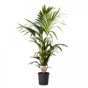 Howea forsteriana 17cm