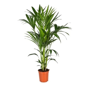 Howea forsteriana 21cm