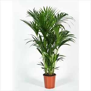 Howea forsteriana (Large) - image 2