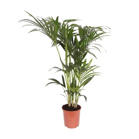 Howea forsteriana (Large)