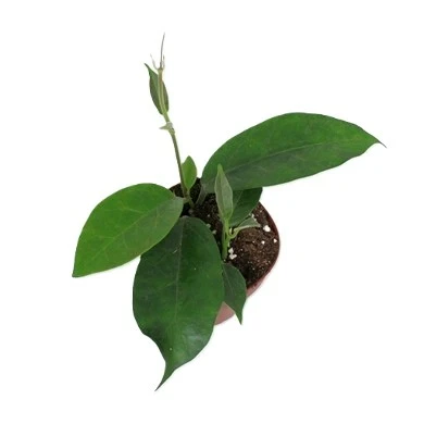 Hoya albiflora