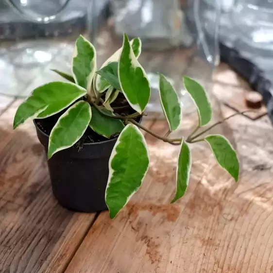 Hoya carnosa 'Albomarginata' 10.5cm - image 2