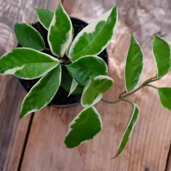 Hoya carnosa 'Albomarginata' 10.5cm - image 1