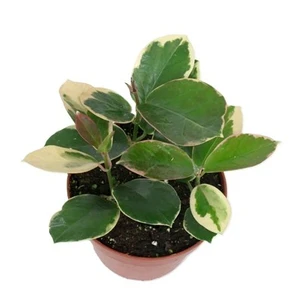 Hoya australis 12cm