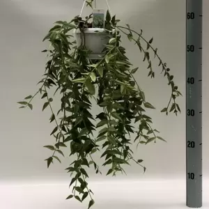 Hoya bella 12cm Hanging Pot
