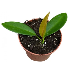 Hoya pubicalyx 'Black Dragon'