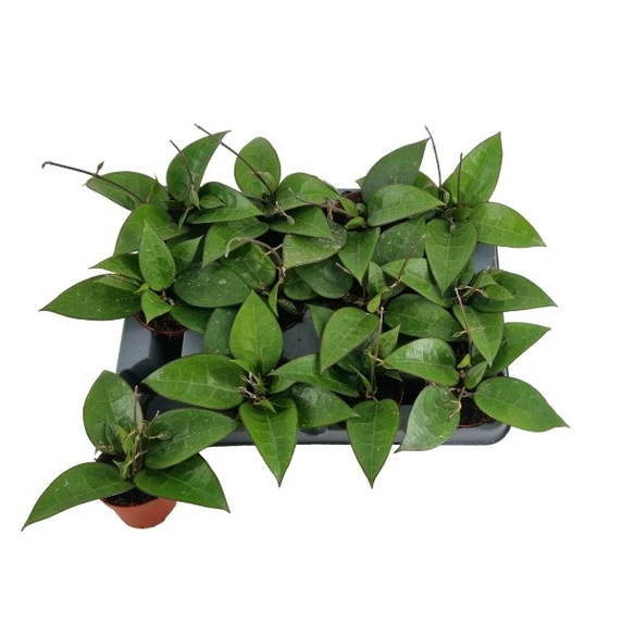 Hoya parasitica 'Black Edge' 6cm