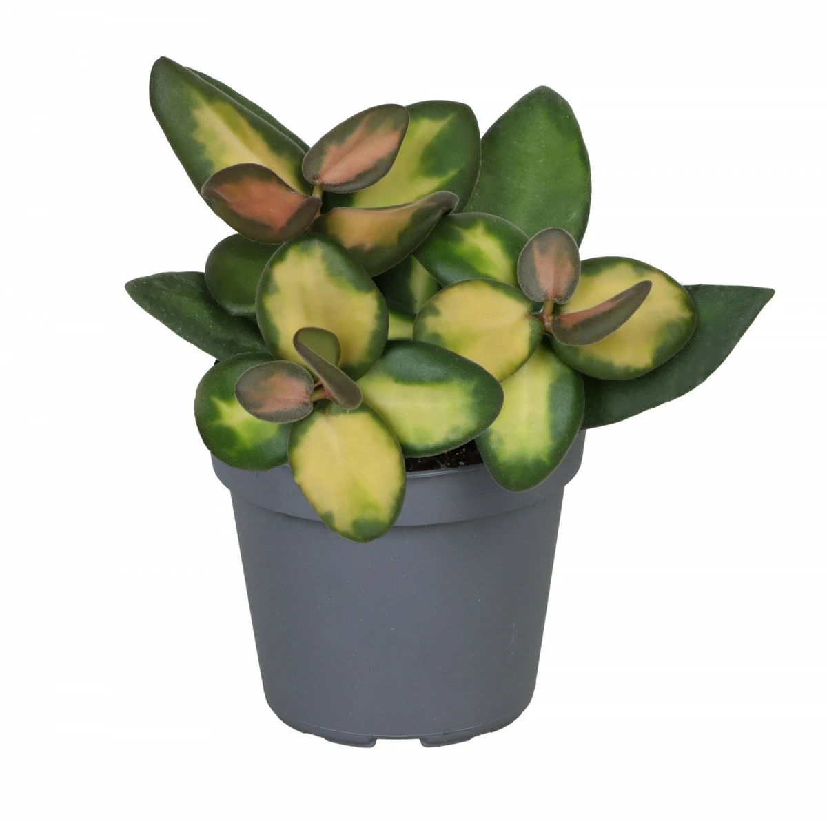Hoya burtoniae variegata - Cowell's Garden Centre | Woolsington