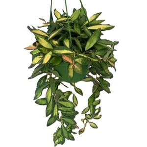 Hoya burtoniae variegata 14cm Hanging Pot