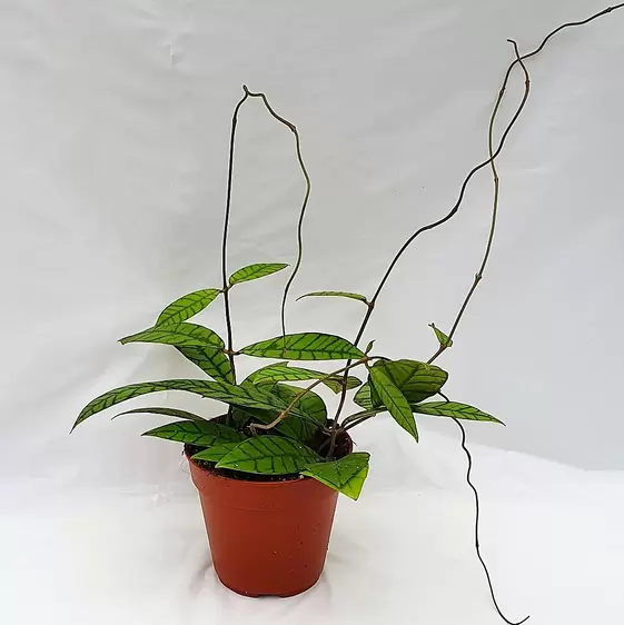 Hoya callistophylla - image 3