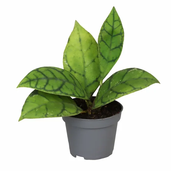 Hoya callistophylla 6cm - image 2
