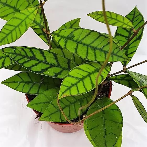 Hoya callistophylla - image 1
