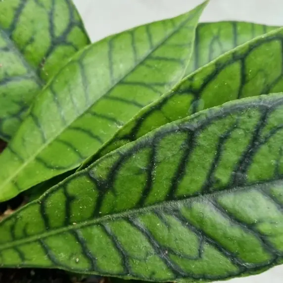 Hoya callistophylla 9cm