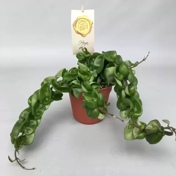 Hoya carnosa 'Compacta' 12cm