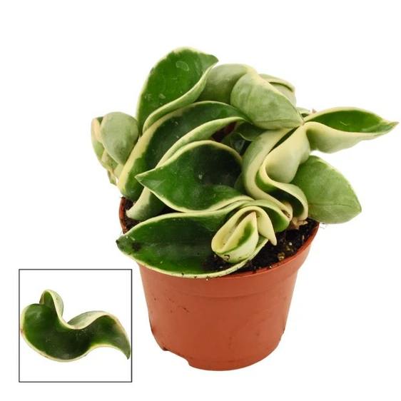 Hoya carnosa 'Compacta Variegata'