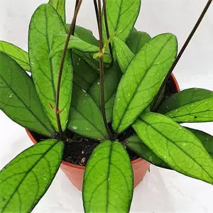 Hoya crassipetiolata - image 1