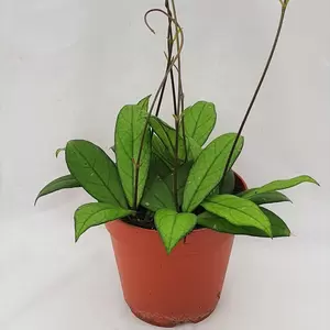 Hoya crassipetiolata - image 2