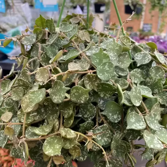 Hoya curtisii 14cm Hanging Pot - image 3