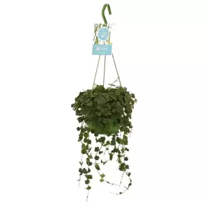 Hoya curtisii 14cm - Supplier Image