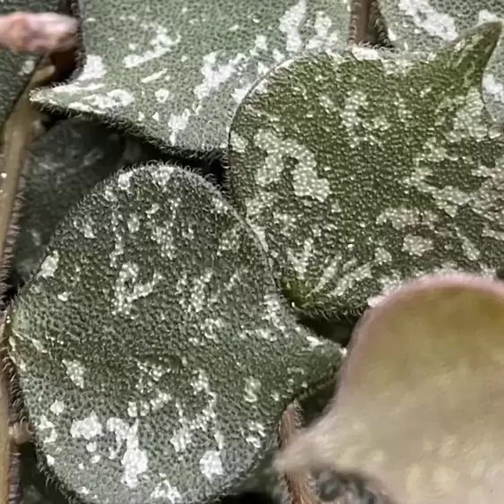 Hoya curtisii 9cm - image 1