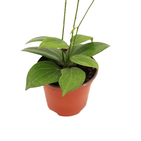 Hoya fitchii