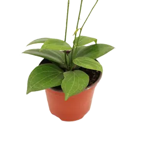 Hoya fitchii