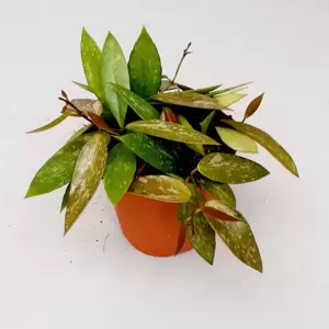 Hoya gracilis 12cm - image 1
