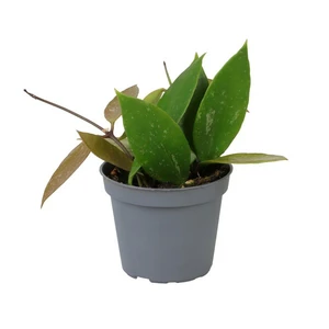 Hoya gracilis 12cm - image 2