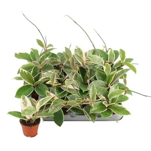 Hoya carnosa 'Krimson Queen Splash'