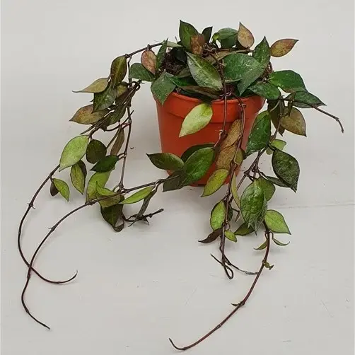 Hoya krohniana 'Black' 12cm