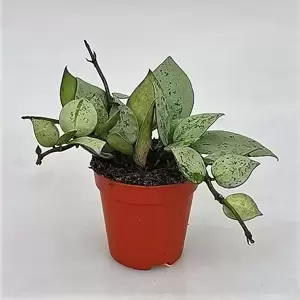 Hoya krohniana 'Eskimo' 6cm