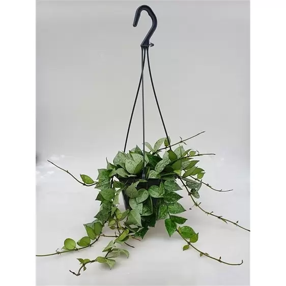 Hoya krohniana 'Eskimo' 14cm Hanging Pot