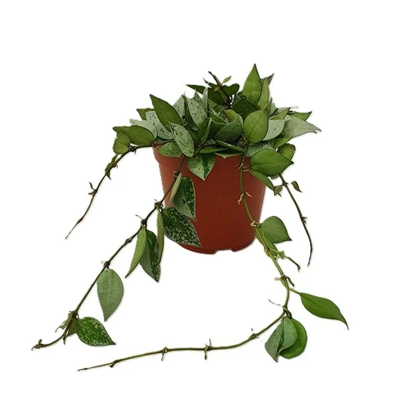 Hoya krohniana 'Eskimo' 12cm