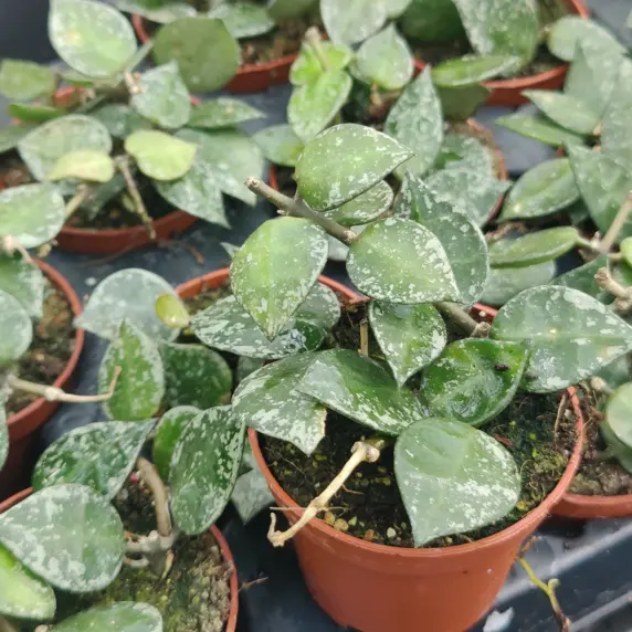 Hoya krohniana 'Splash'